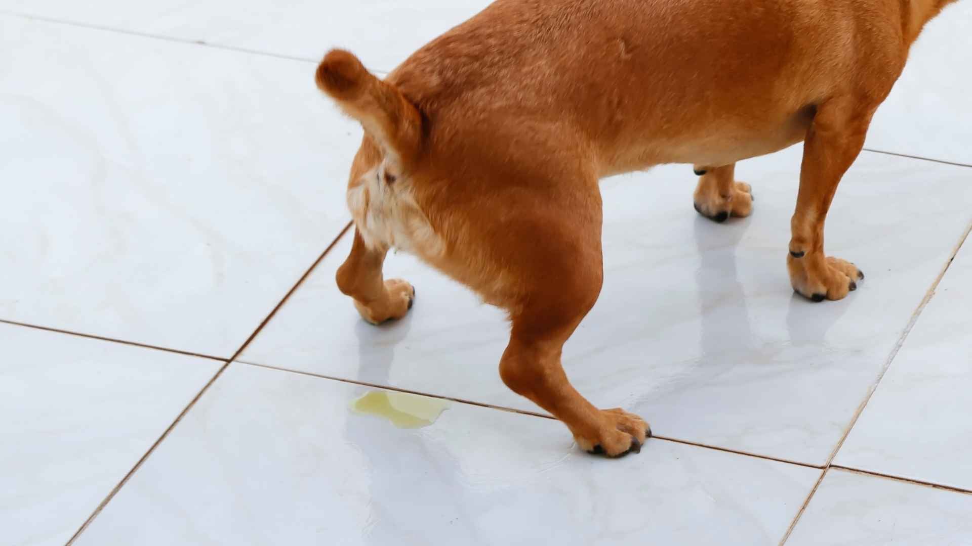 Perros con incontinencia urinaria